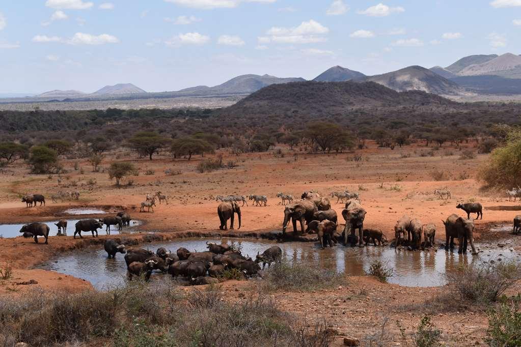 Kilaguni Serena Safari Lodge Tsavo สิ่งอำนวยความสะดวก รูปภาพ